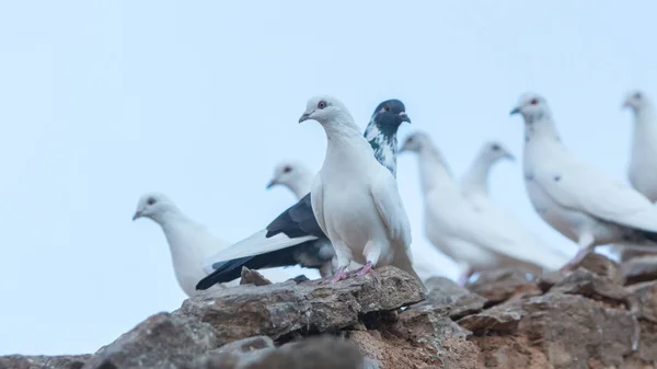 White pigeons in Greece — Stock Photo, Image