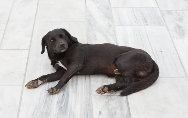 Zwarte hond voor een huis — Stockfoto