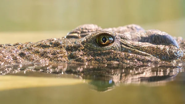 Closeup of a crocodile — Stock Photo, Image