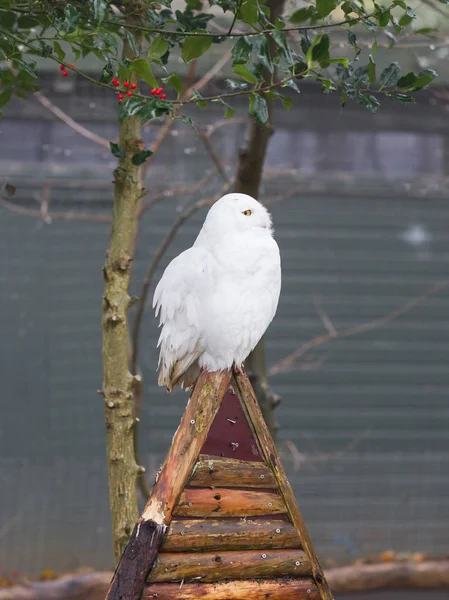 Snowowl ül még — Stock Fotó
