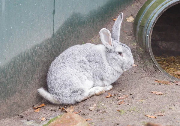 纯种兔比利时巨人休息以外在阳光下 — 图库照片