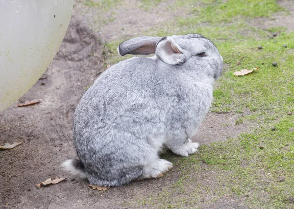 Pura raza conejo belga gigante descansando fuera en el sol —  Fotos de Stock