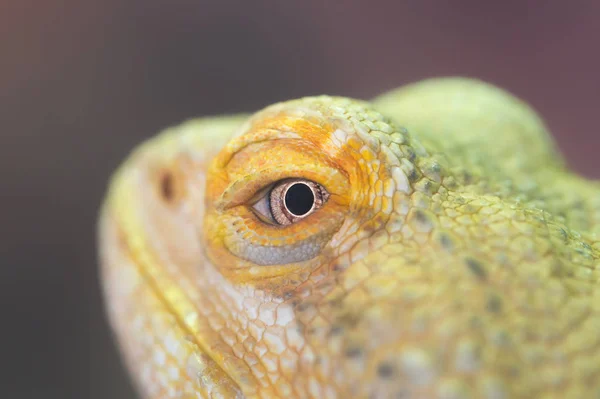 Primer plano de una iguana verde descansando — Foto de Stock