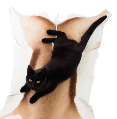 Kedi bir Springboks cilt üzerinde