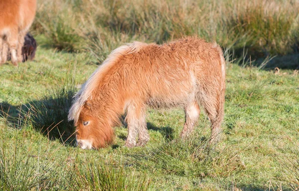 Shetlandpony in the Netherlands — Stock Photo, Image