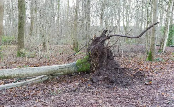 Árbol caído en un bosque holandés —  Fotos de Stock