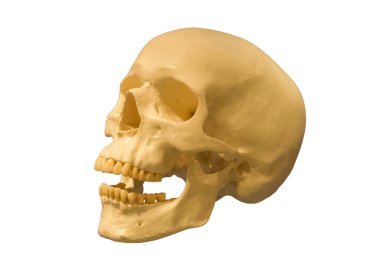 insan kafatası izole