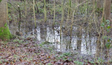 Longozun alanı doğal ve yinelenen mevsimlik occurren olarak