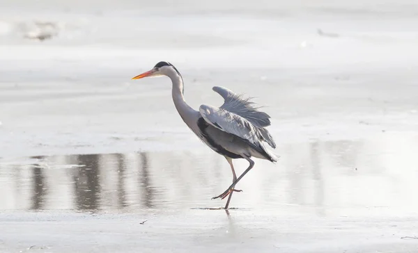 Blue heron standing on the ice — Stock Photo, Image