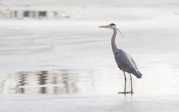 Blue heron standing on the ice — Stock Photo, Image