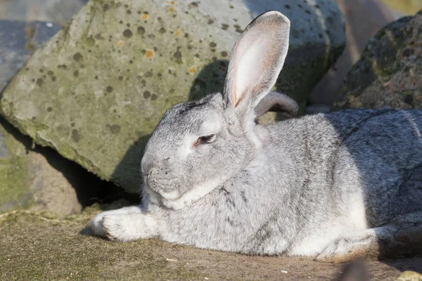 Purebred rabbit Belgian Giant resting outside in the sun