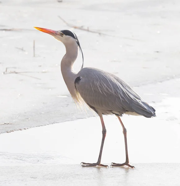 Blue heron standing on the ice — Stock Photo, Image