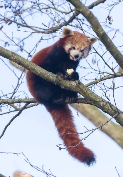 Vermelho panda comer uma maçã — Fotografia de Stock