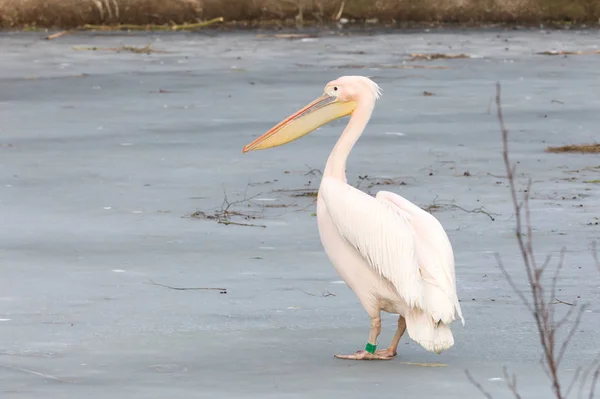 Pelicano em pé no gelo — Fotografia de Stock
