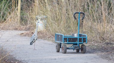 Bir arabası üzerinde mavi balıkçıl duran bir kova balık ile yüklü