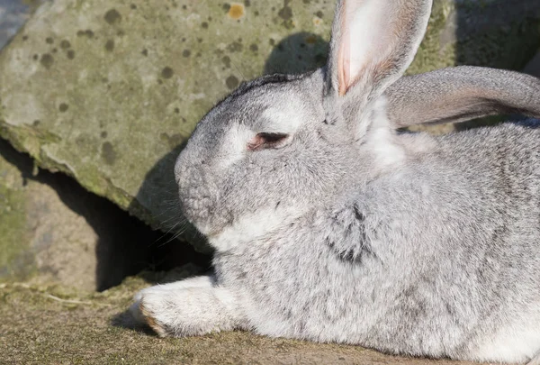 Pura raza conejo belga gigante descansando fuera en el sol —  Fotos de Stock