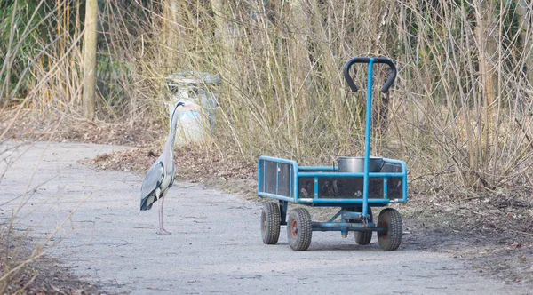 Bir arabası üzerinde mavi balıkçıl duran bir kova balık ile yüklü