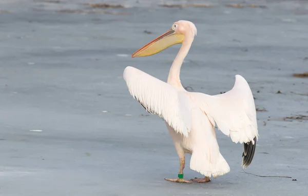 Пеликан стоит на льду — стоковое фото