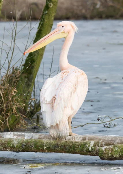 Pelican standing at a frozen pond — Stock Photo, Image