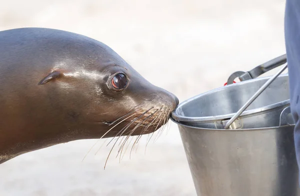 Sea lion begging for a fish — Stock Photo, Image