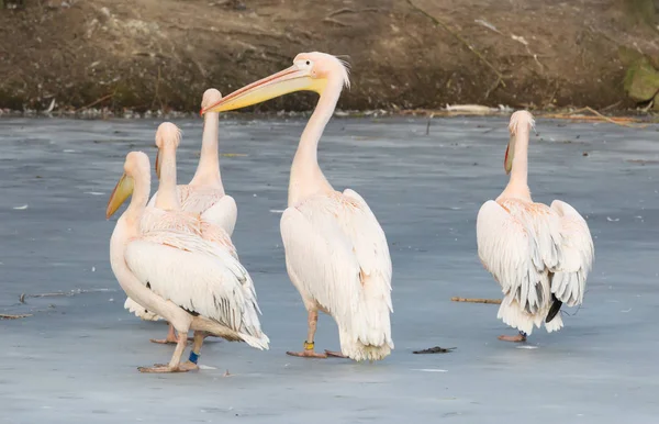 ペリカン氷の上に立って — ストック写真