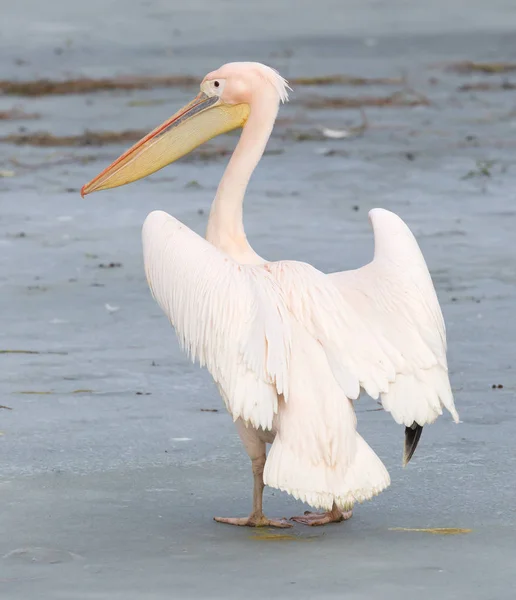 Pelikaan staande op ijs — Stockfoto