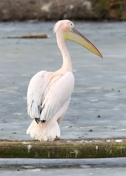 Pelicano de pé em uma lagoa congelada — Fotografia de Stock