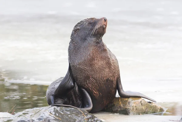 Leone di mare che mangia sul ghiaccio — Foto Stock