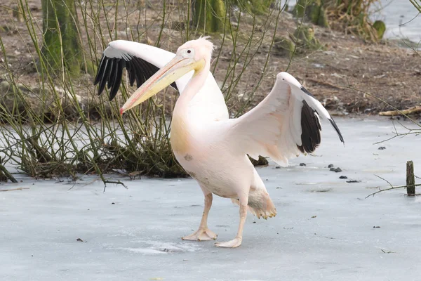 Pelican stående på is — Stockfoto