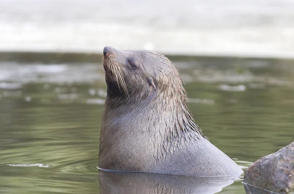 Морской лев плавает в холодной воде — стоковое фото