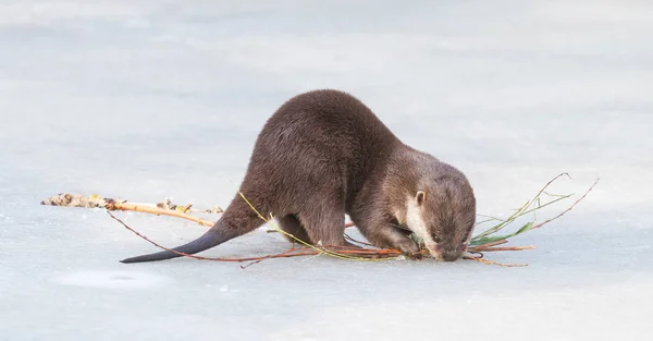 Kleine klauw otter verzamelen nest materiaal op het ijs — Stockfoto