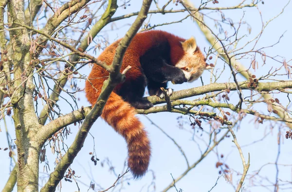 Rode panda eten een appel — Stockfoto