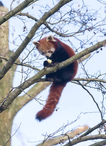 Vermelho panda comer uma maçã — Fotografia de Stock