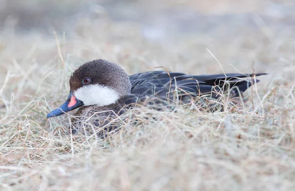 Petit canard nichant — Photo