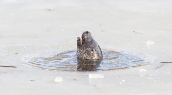 Respiration du phoque par un trou dans la glace — Photo