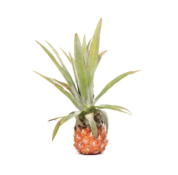Mini ovocné ananas — Stock fotografie