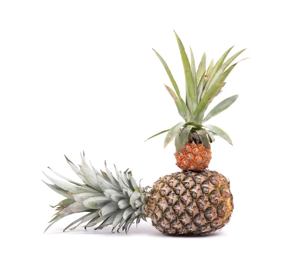 Mini owoc ananasa z dużego — Zdjęcie stockowe