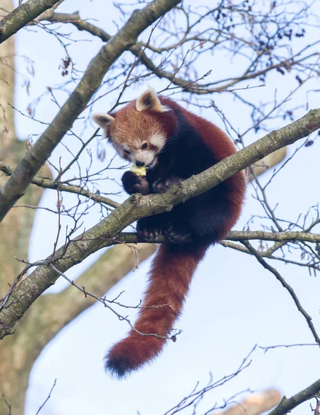 Червона панда їсть яблуко — стокове фото