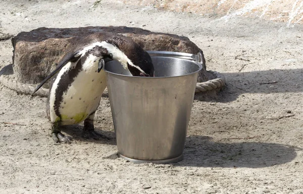 Pinguin wordt gevoed — Stockfoto
