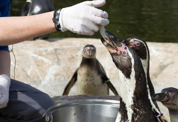 Pinguin wordt gevoed — Stockfoto