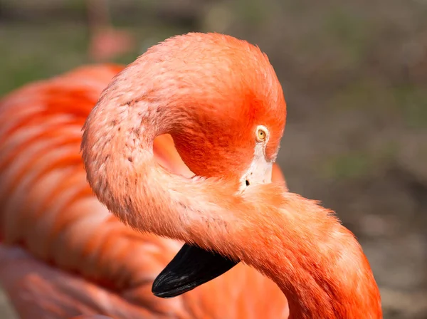 Flamingo rosa close-up — Fotografia de Stock