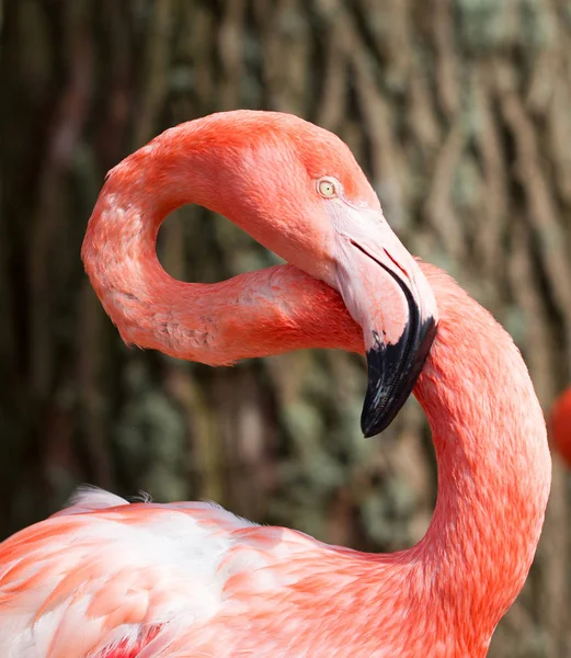 Flamingo rosa close-up — Fotografia de Stock