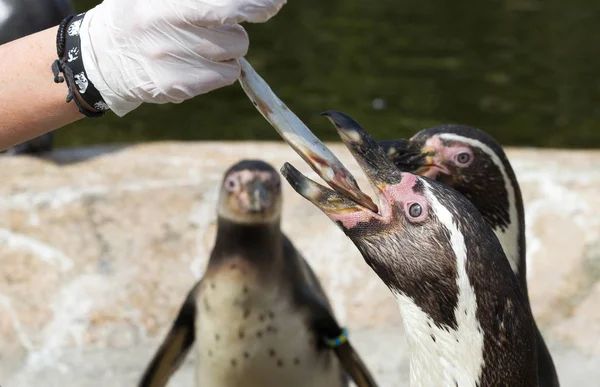 Pinguin в даний час подається — стокове фото