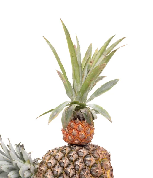 Mini fruit pineapple with a big one — Stock Photo, Image