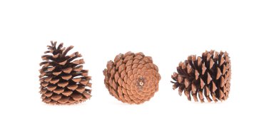 izole üç çam kozalakları