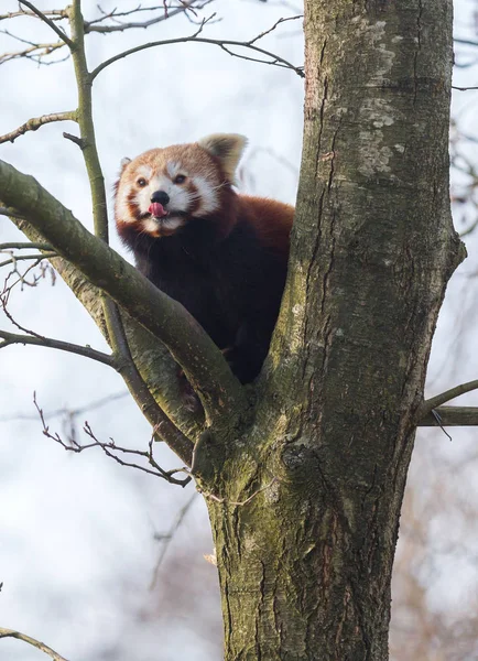 Panda rojo comiendo una manzana —  Fotos de Stock
