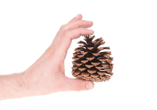 Cone de pinheiro único isolado — Fotografia de Stock