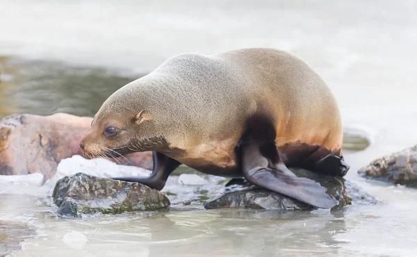 Морской лев ест на льду — стоковое фото