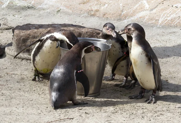 Pinguin está siendo alimentado — Foto de Stock