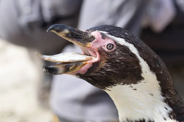 Pinguim está sendo alimentado — Fotografia de Stock